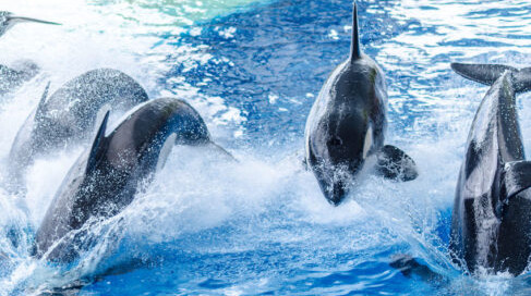 Pod of orcas jumping in blue sea