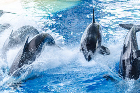 Pod of orcas jumping in blue sea